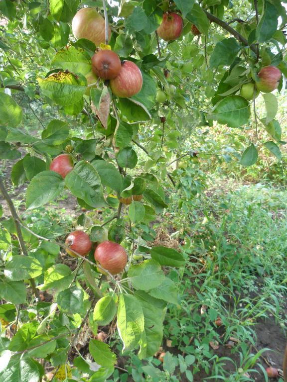 Gyuemoelcsoeskert Szallashely Debrecen Exteriör bild